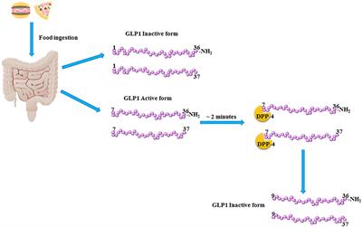 Glucagon Like Peptide 1 and MicroRNA in Metabolic Diseases: Focusing on GLP1 Action on miRNAs